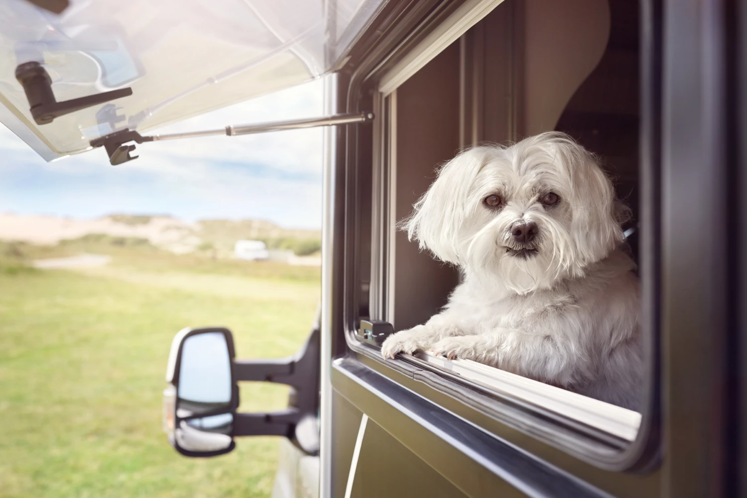 Car Dog Hammock "Travel Buddy Mk. II" Owleys
